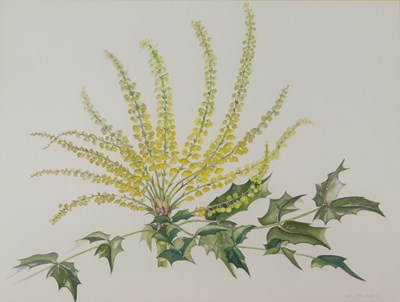 Lot 944 - Jo Holroyd (20thC). Still life Mahonia,...