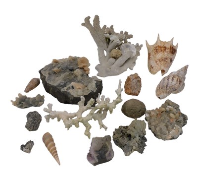 Lot 368 - Various sea life mineral specimen...