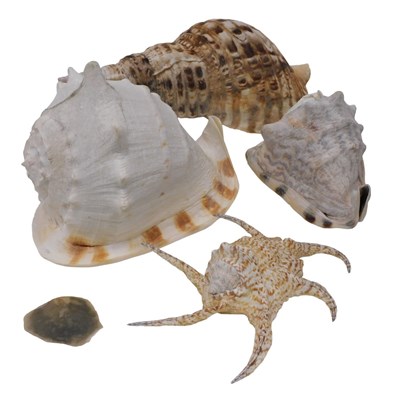 Lot 369 - Various sea shells, sea life, Triton's trumpet...