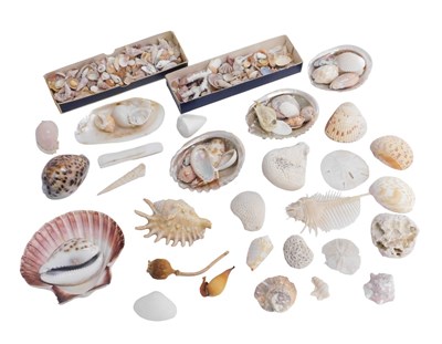 Lot 614 - Various shells, nacre shell, 12cm long, two...