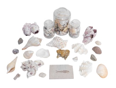 Lot 615 - Various sea shells, a fossil of a fish, 13cm...